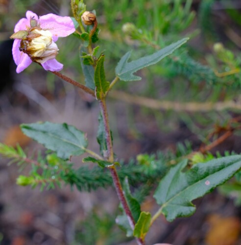 Image of Thomasia grandiflora by (c) Peter Crowcroft, some rights reserved (CC BY)