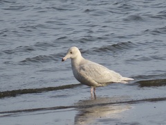 Larus hyperboreus