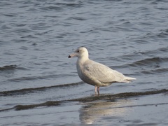 Larus hyperboreus