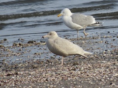 Larus hyperboreus