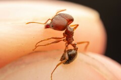 Pheidole obtusospinosa