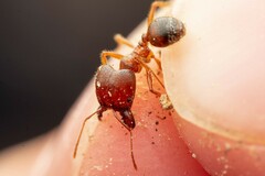 Pheidole obtusospinosa