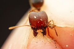 Pheidole obtusospinosa