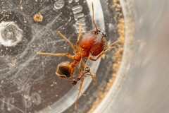 Pheidole obtusospinosa