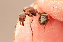 Novomessor albisetosus