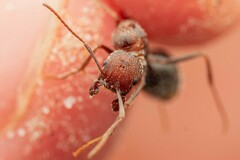 Novomessor albisetosus