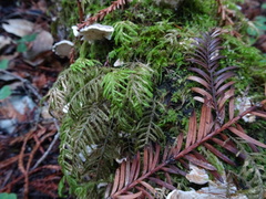 Dendroalsia abietina