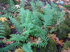 Polypodium glycyrrhiza