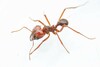 Chicatana Leafcutter Ant - Photo (c) Jake Nitta, some rights reserved (CC BY), uploaded by Jake Nitta