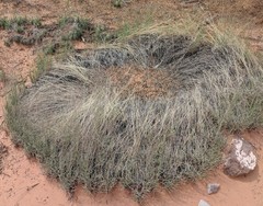 Muhlenbergia pungens