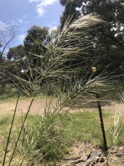 Austrostipa