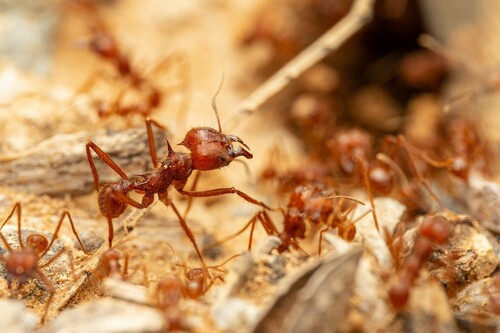 Atta mexicana (Smith, 1858)