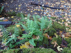 Polypodium glycyrrhiza