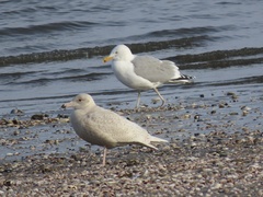 Larus argentatus