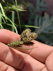 Carex heteroneura