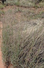 Muhlenbergia pungens