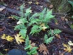 Polypodium californicum
