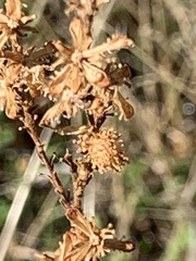 Holocarpha virgata virgata