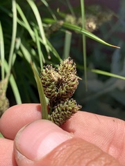 Carex heteroneura