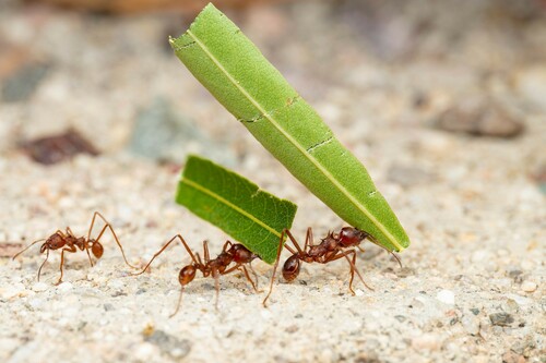 Chicatana Leafcutter Ant photo 5