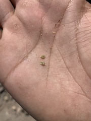 Carex heteroneura