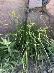 Carex heteroneura