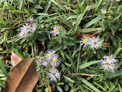 Symphyotrichum elliottii