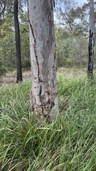 Eucalyptus seeana