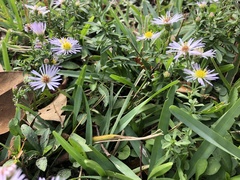 Symphyotrichum elliottii