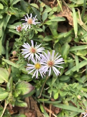 Symphyotrichum elliottii
