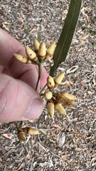 Eucalyptus seeana