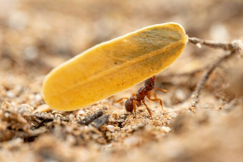 Cyphomyrmex flavidus photo 5