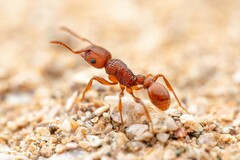 Tetramorium hispidum