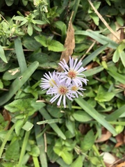 Symphyotrichum elliottii