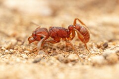 Tetramorium hispidum