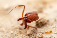 Odontomachus desertorum