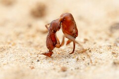 Odontomachus desertorum