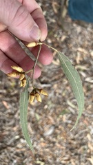 Eucalyptus seeana