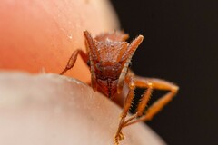 Trachymyrmex desertorum