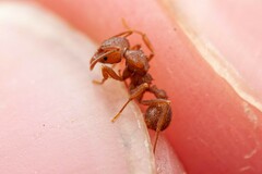 Trachymyrmex desertorum