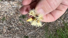 Eucalyptus seeana
