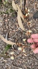 Eucalyptus seeana