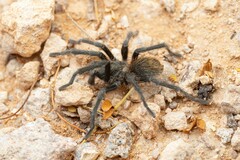 Aphonopelma paloma