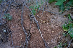 Trachymyrmex desertorum