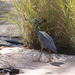 Kimberley White-faced Heron - Photo (c) gillbsydney, some rights reserved (CC BY-NC), uploaded by gillbsydney