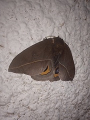 Automeris naranja