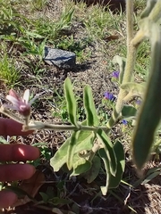 Oxypetalum solanoides