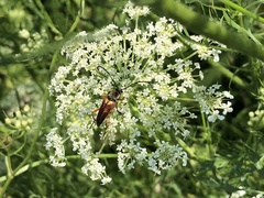 Typocerus acuticauda
