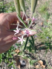 Oxypetalum solanoides