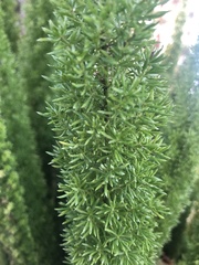 Asparagus densiflorus